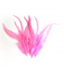 PLUMES X  10 - ROSE