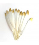 PLUMES DROITES X  10 - BLANC POINTE OR