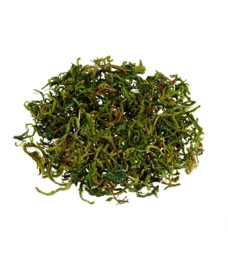 MOUSSE VERTE 20 GR