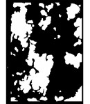 POCHOIR 15X20 EP 0.5 SEA WORLD KSAT10 STAMPERIA