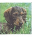 SERVIETTE BEBE TECKEL