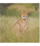 SERVIETTE LES GUEPARDS DANS LA BROUSSE