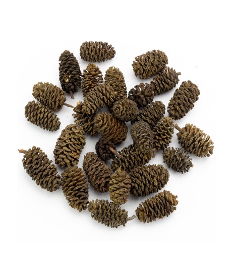 36 Mini Pommes De Pin Naturelles Sur Fil - Déco Automne Hiver, Couronnes, Bricolage - Lot De 6 Paquets