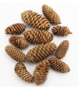 CONES D'EPINETTES 5-9 CM - 130 GR