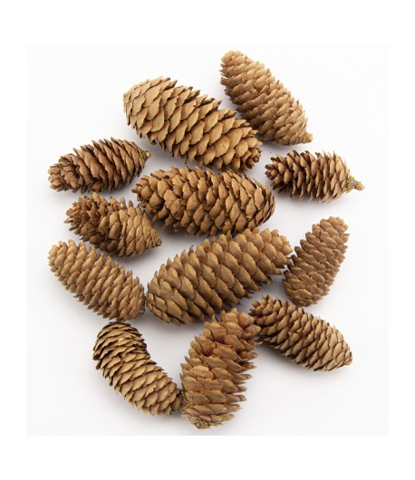 CONES D'EPINETTES 5-9 CM - 130 GR