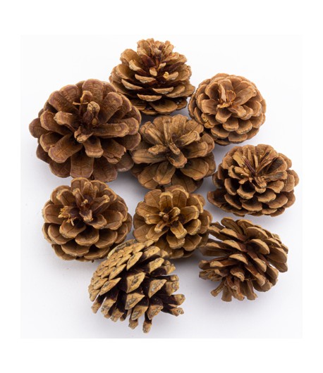 POMMES DE PIN 5 CM - 130 GR