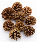 POMMES DE PIN 5 CM - 130 GR