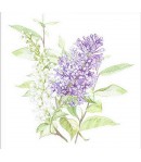 SERVIETTE LILAS