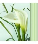 SERVIETTE GRANDS ARUMS