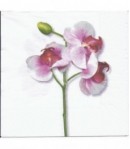SERVIETTE TIGE ORCHIDEES