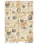 PAPIER DE RIZ A4 HUMAN ANATOMY 21 X 29.7CM CBRP176