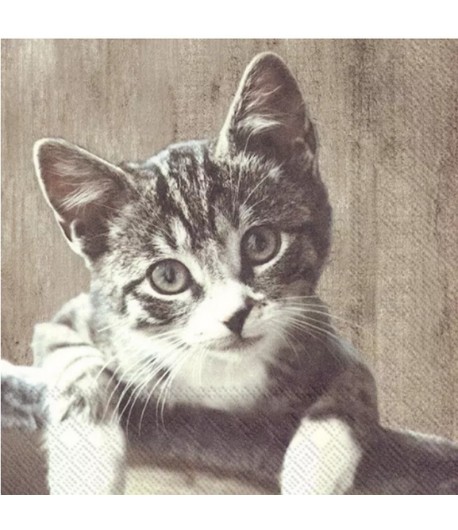 SERVIETTE CHATON KASIMIR