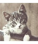 SERVIETTE CHATON KASIMIR