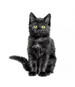SERVIETTE MINI BLACK CAT