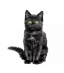 SERVIETTE MINI BLACK CAT