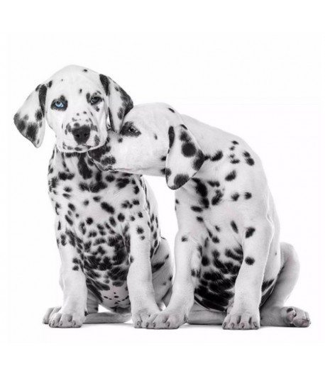 SERVIETTE DALMATIENS