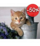 IMAGE 3D CHATON  ET SEAU 24X30 GK2430077