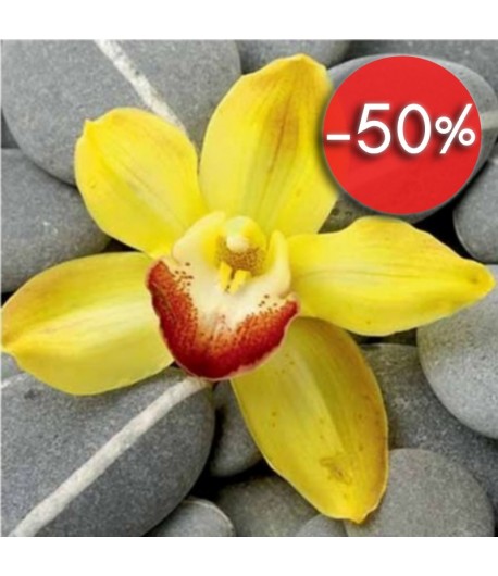 IMAGE 3D ORCHIDEE JAUNE 30X30 DM337678