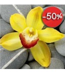 IMAGE 3D ORCHIDEE JAUNE 30X30 DM337678