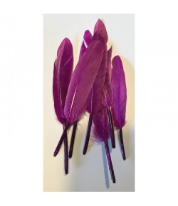 PLUMES DROITES X  10 - VIOLET