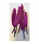 PLUMES DROITES X  10 - VIOLET
