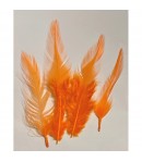 PLUMES ORANGES 10-15CM