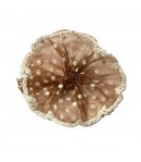 FLEUR EN TULLE - MARRON A POIS 3.5CM