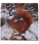 SERVIETTE ECUREUIL DANS LA NEIGE