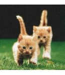 SERVIETTE BB CHATS ROUX