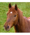 SERVIETTE LE BEAU CHEVAL