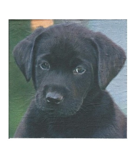SERVIETTE LABRADOR NOIR
