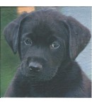 SERVIETTE LABRADOR NOIR