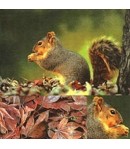 SERVIETTE ECUREUILS GOURMANDS