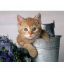 IMAGE 3D CHATON  ET SEAU 24X30 GK2430077