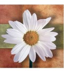 IMAGE 3D MARGUERITE DM33055 30X30