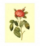 IMAGE 3D ROSE ROUGE 20X25 - AU029