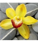 IMAGE 3D ORCHIDEE JAUNE 30X30 DM337678