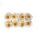 FLEURS CAMOMILLES BLANC X 8
